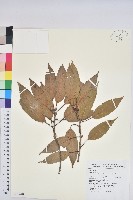 赤柯、赤椆、森氏櫟藏品圖，第1張