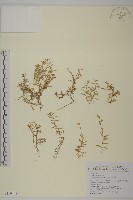 玉山卷耳藏品圖，第1張