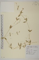 疏花繁縷藏品圖，第1張