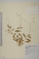 高山無心菜藏品圖，第1張