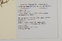 高山無心菜藏品圖，第2張