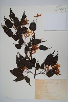 尖葉槭藏品圖，第1張