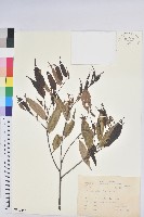 長尾栲、長尾柯、長尾尖葉櫧藏品圖，第1張