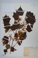 臺灣紅榨槭藏品圖，第1張