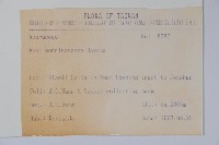 臺灣紅榨槭藏品圖，第2張