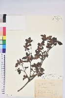 紅毛杜鵑藏品圖，第1張