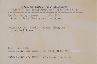 長花厚殼樹藏品圖，第2張