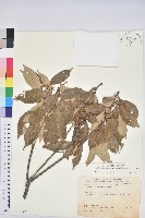 菱果石櫟藏品圖，第1張