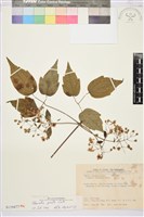 串鼻龍藏品圖，第2張