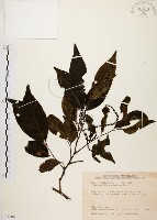 黃杞藏品圖，第1張