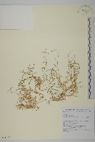 亞毛無心菜藏品圖，第1張