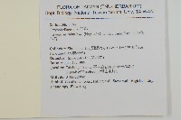 亞毛無心菜藏品圖，第2張