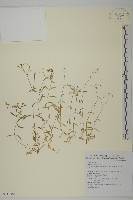 亞毛無心菜藏品圖，第1張