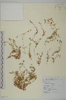 玉山卷耳藏品圖，第1張