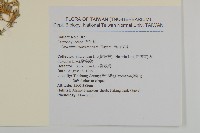 玉山卷耳藏品圖，第2張