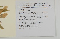 高山無心菜藏品圖，第2張