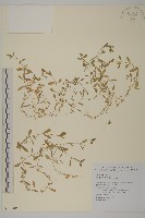 雀舌草藏品圖，第1張