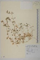 繁縷藏品圖，第1張