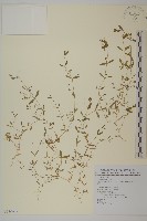 天蓬草藏品圖，第1張