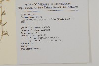 天蓬草藏品圖，第2張