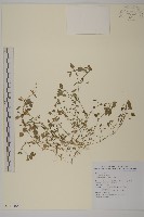 繁縷藏品圖，第1張