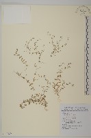 無心菜、鵝不食草藏品圖，第1張