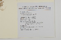 無心菜、鵝不食草藏品圖，第2張