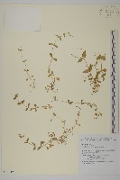 網脈繁縷藏品圖，第1張