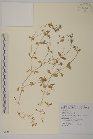 繁縷藏品圖，第1張