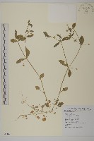 繁縷藏品圖，第1張