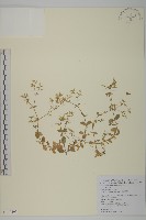 球序卷耳藏品圖，第1張