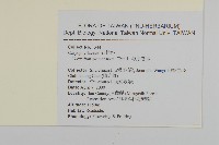 球序卷耳藏品圖，第2張