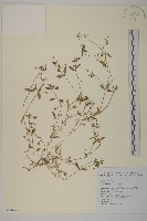 繁縷藏品圖，第1張