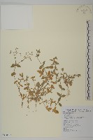 簇生卷耳藏品圖，第1張