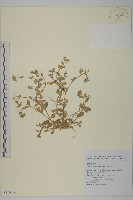 球序卷耳藏品圖，第1張