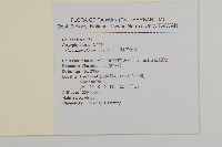 球序卷耳藏品圖，第2張