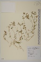 繁縷藏品圖，第1張