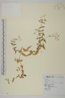 疏花繁縷藏品圖，第1張