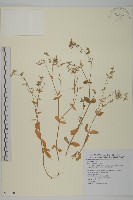 簇生卷耳藏品圖，第1張