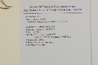 亞毛無心菜藏品圖，第2張