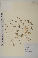 繁縷藏品圖，第1張