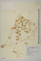 疏花繁縷藏品圖，第1張