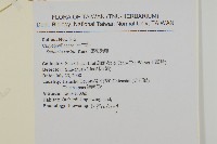 疏花繁縷藏品圖，第2張