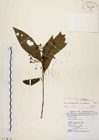 黑星紫金牛藏品圖，第1張