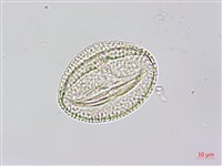 紅瓜藏品圖，第2張