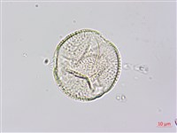 紅瓜藏品圖，第3張