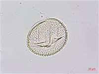 紅瓜藏品圖，第4張