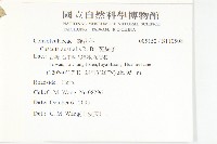 菟絲子藏品圖，第2張