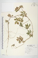 九爪藤藏品圖，第1張