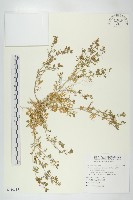 臭濱芥、臭薺藏品圖，第1張